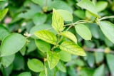 Gymnema Sylvestre